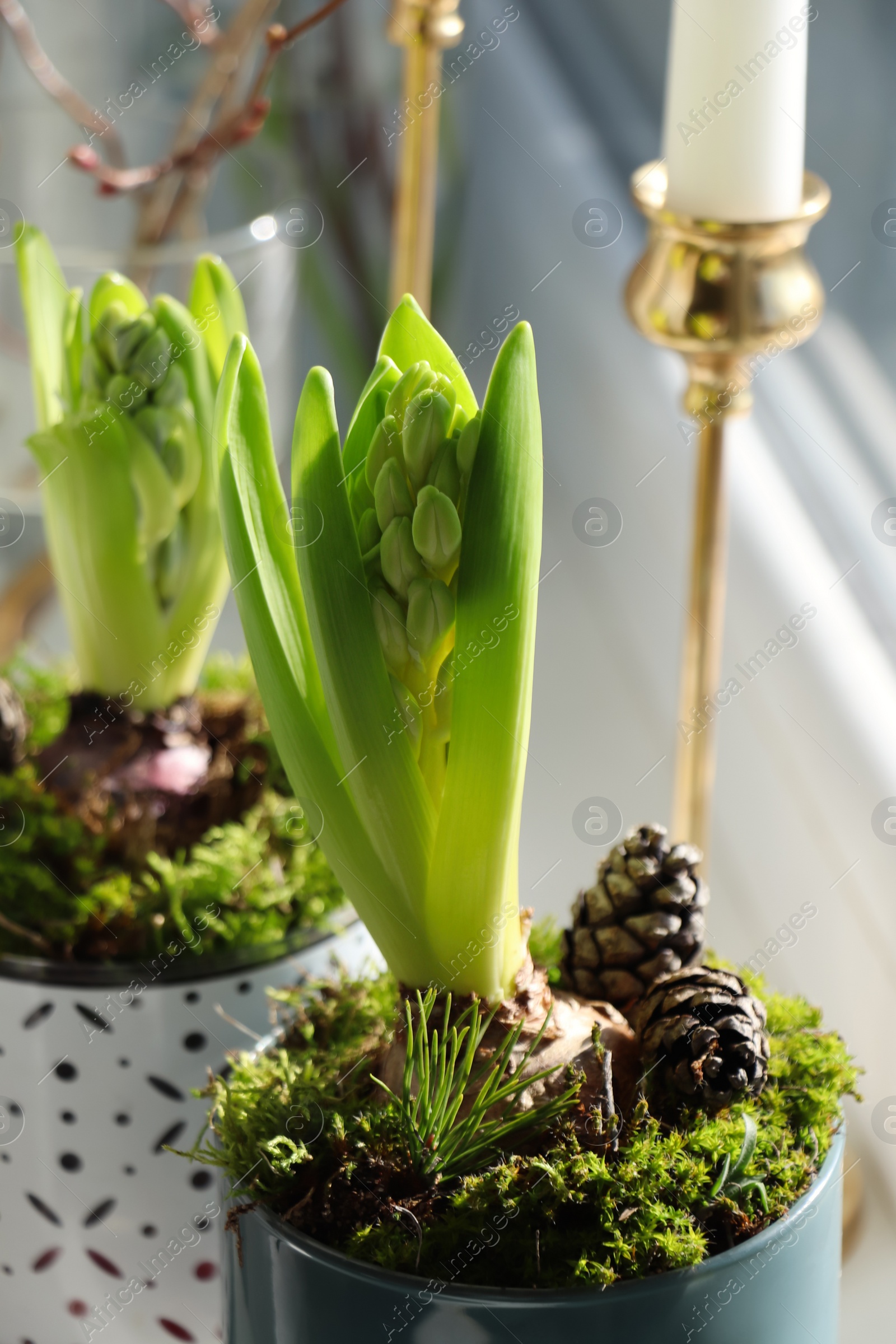 Photo of Potted hyacinths on blurred background. First spring flowers