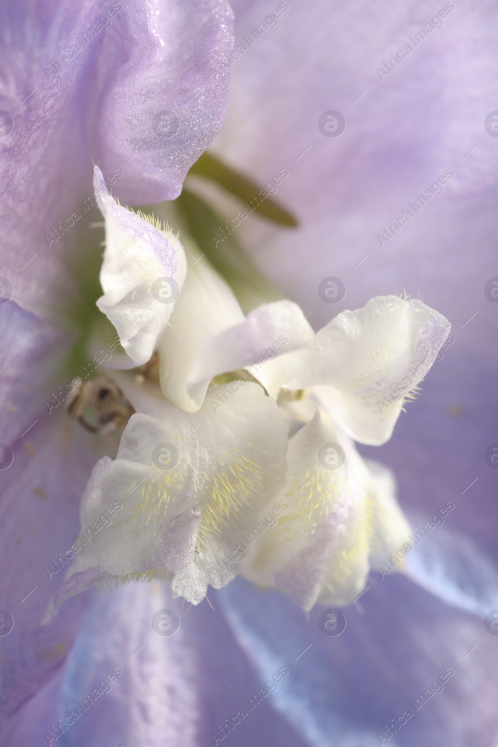 Photo of Beautiful purple Delphinium flower as background, macro view