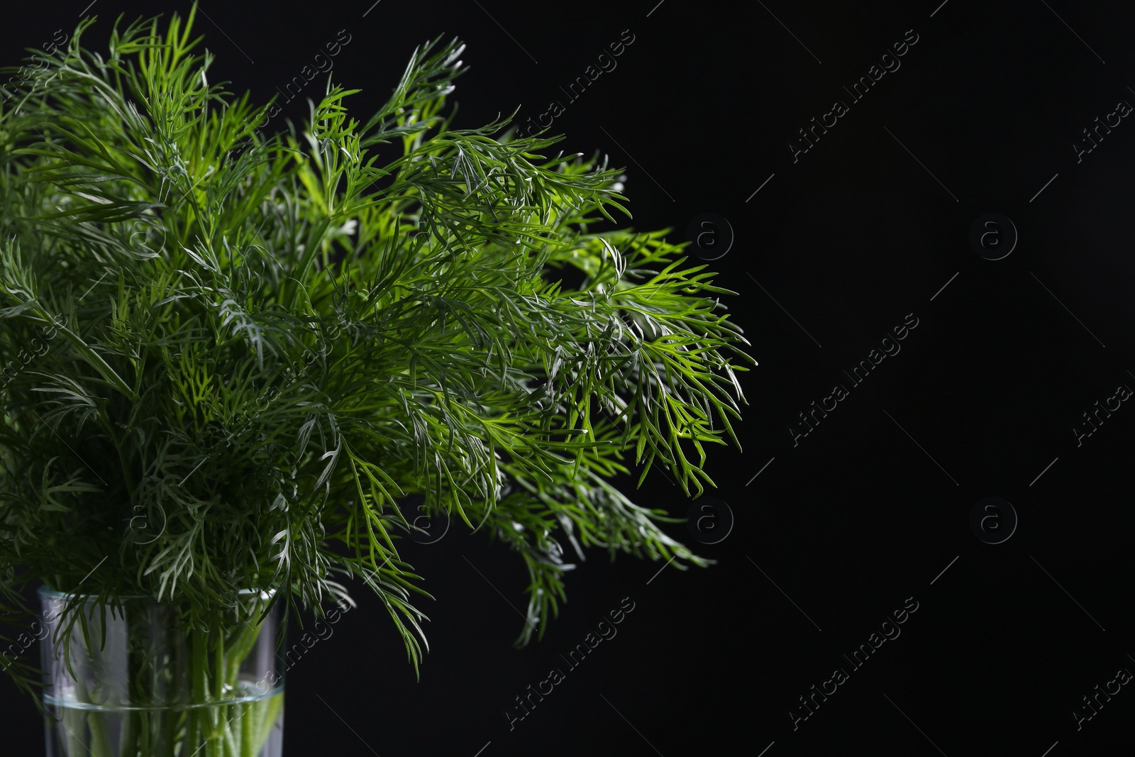 Photo of Fresh dill in glass on black background, closeup. Space for text