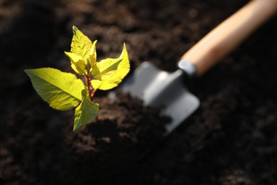 Seedling growing in soil and gardening shovel outdoors, closeup. Planting tree