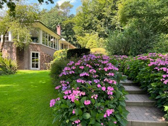 Pathway among beautiful hydrangea shrubs with violet flowers outdoors