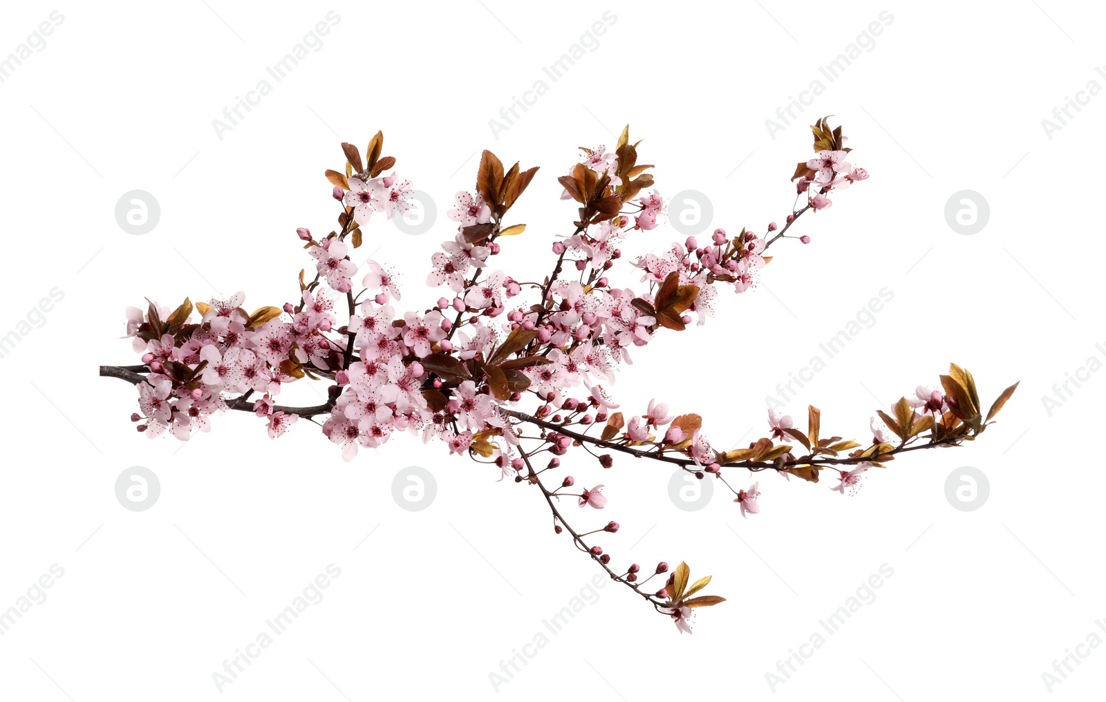 Photo of Cherry tree branch with beautiful pink blossoms isolated on white