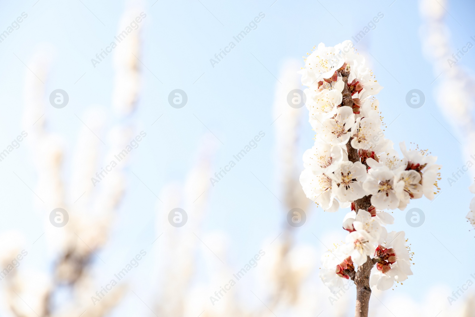 Photo of Beautiful apricot tree branch with tiny tender flowers outdoors, space for text. Awesome spring blossom