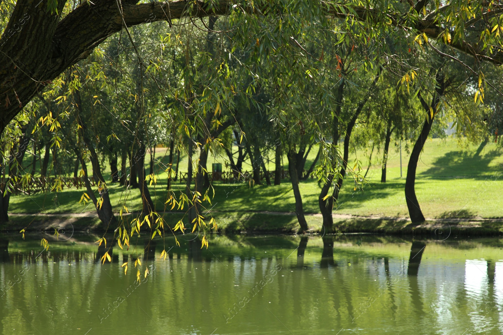 Photo of Quiet park with green trees and pond on sunny day