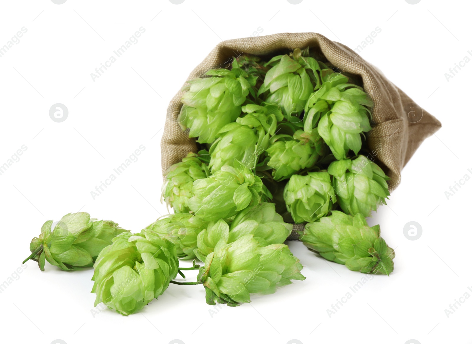 Photo of Sack with fresh green hops on white background