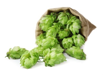 Sack with fresh green hops on white background