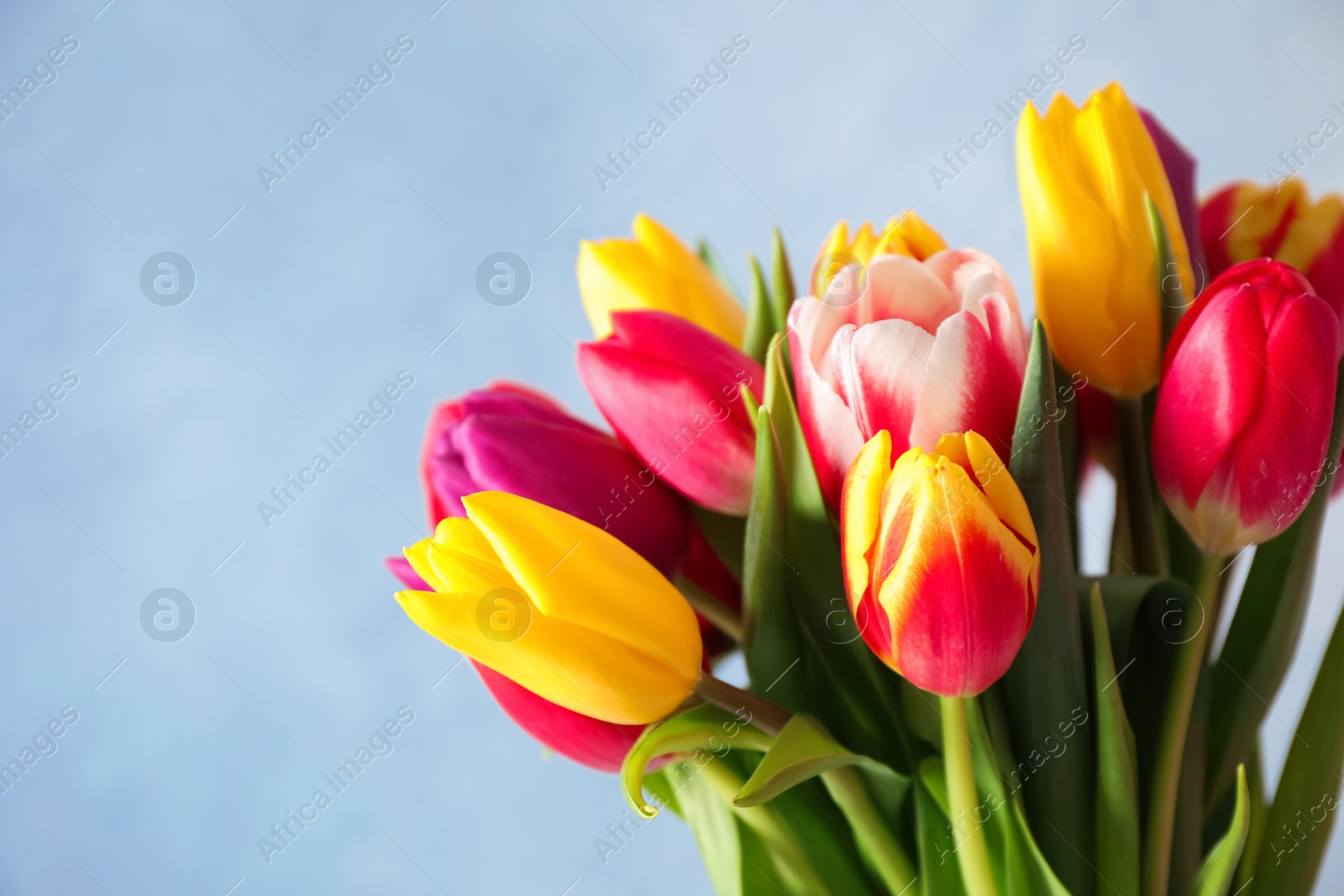 Photo of Beautiful spring tulips on light blue background, closeup