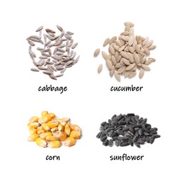 Image of Collage of vegetable seeds and its names on white background, top and side views. Cabbage, cucumber, corn and sunflower