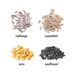 Collage of vegetable seeds and its names on white background, top and side views. Cabbage, cucumber, corn and sunflower