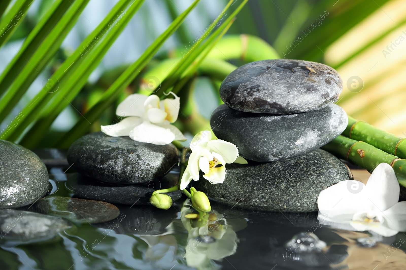 Photo of Spa stones, flowers and bamboo branches in water