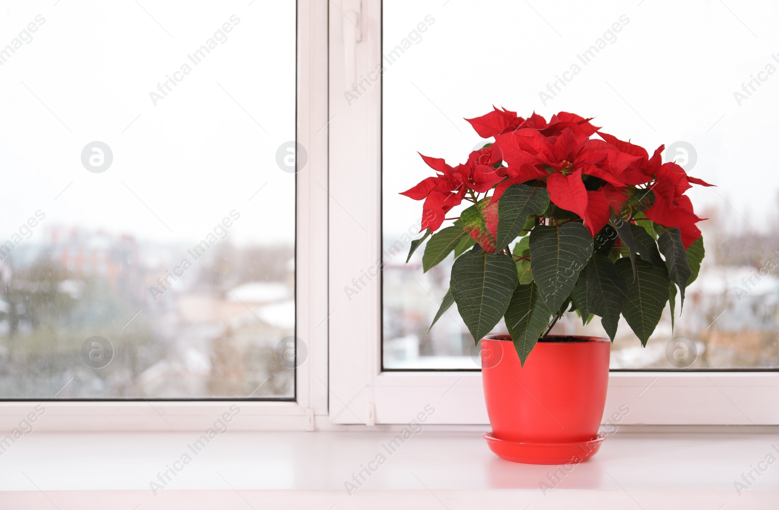 Photo of Beautiful poinsettia (traditional Christmas flower) in pot on windowsill. Space for text