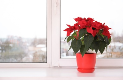 Photo of Beautiful poinsettia (traditional Christmas flower) in pot on windowsill. Space for text