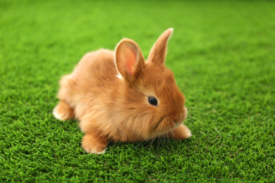 Photo of Adorable fluffy bunny on green grass, closeup. Easter symbol