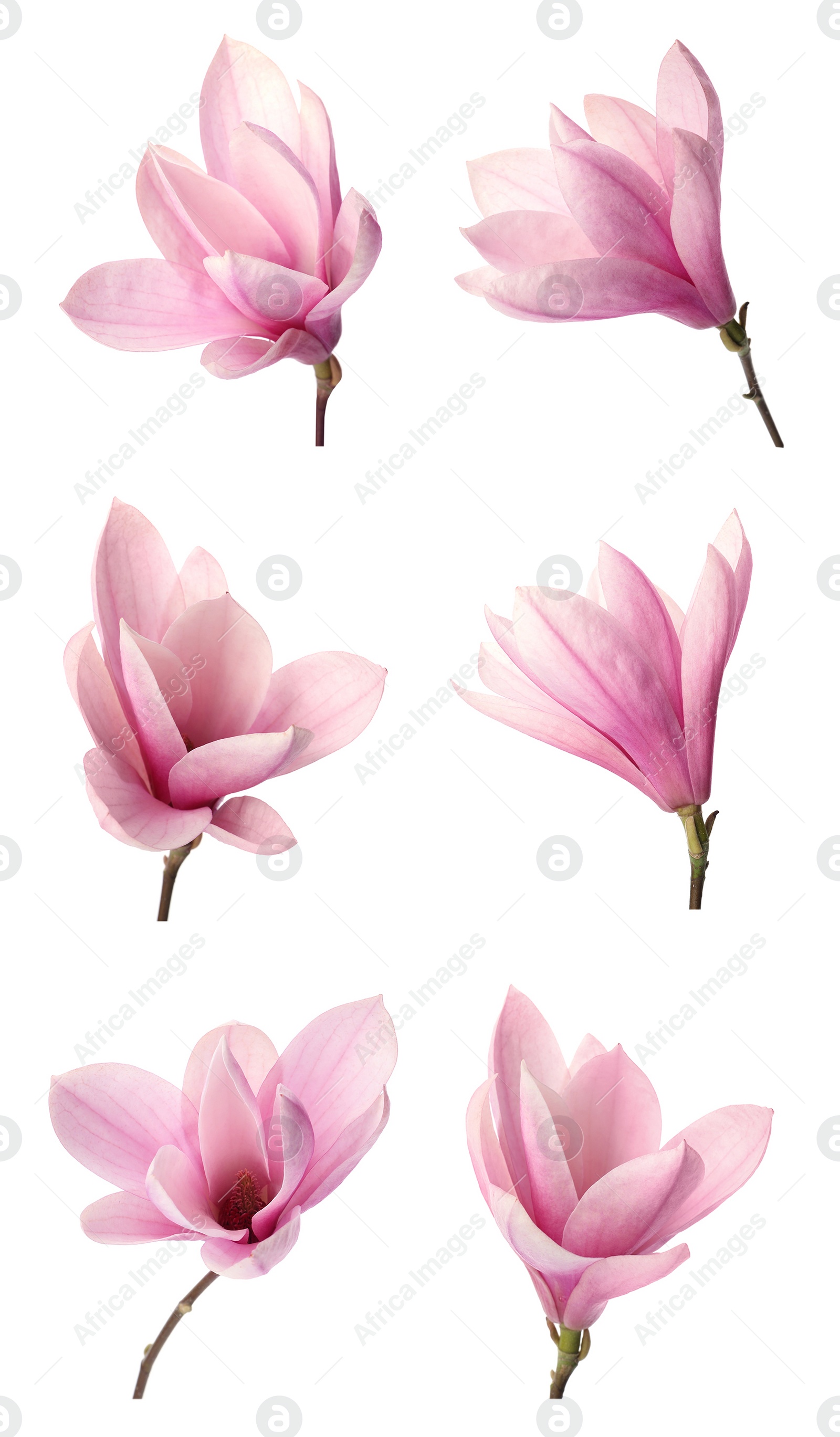 Image of Set with beautiful magnolia flowers on white background. Vertical banner design