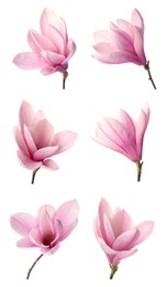 Image of Set with beautiful magnolia flowers on white background. Vertical banner design