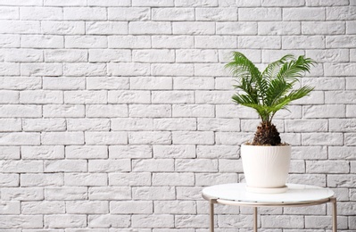 Tropical plant with green leaves on table near brick wall