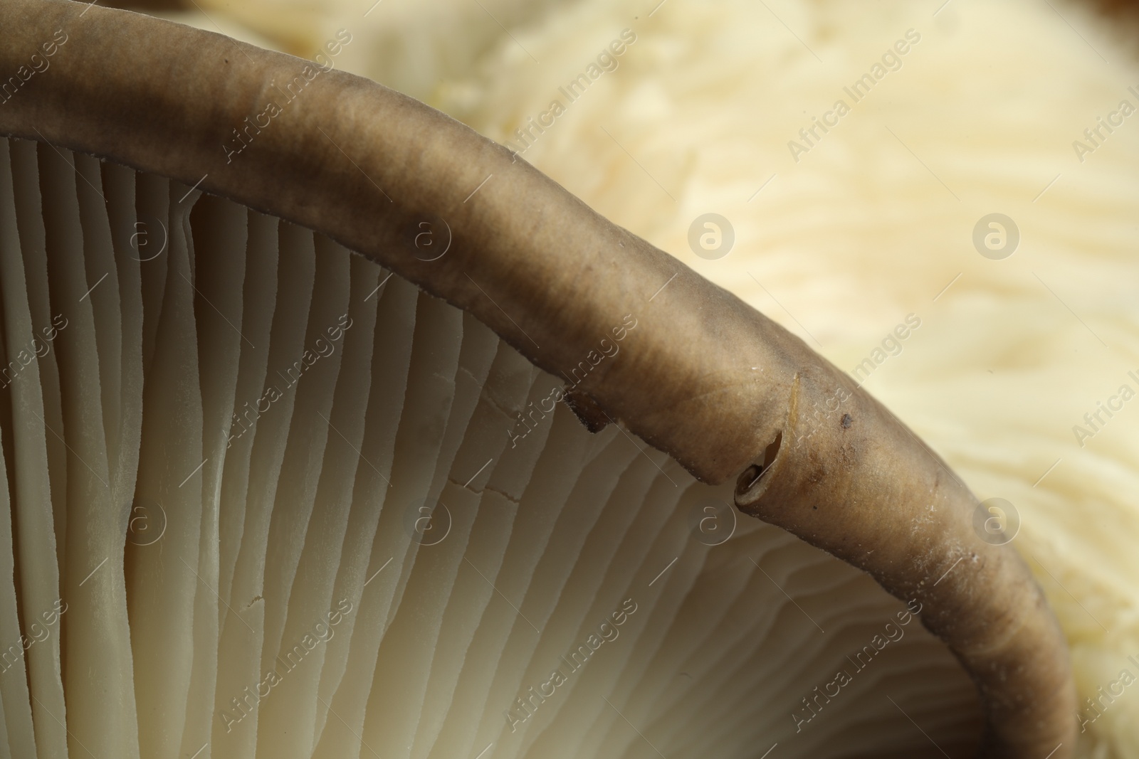 Photo of Fresh oyster mushroom as background, macro view