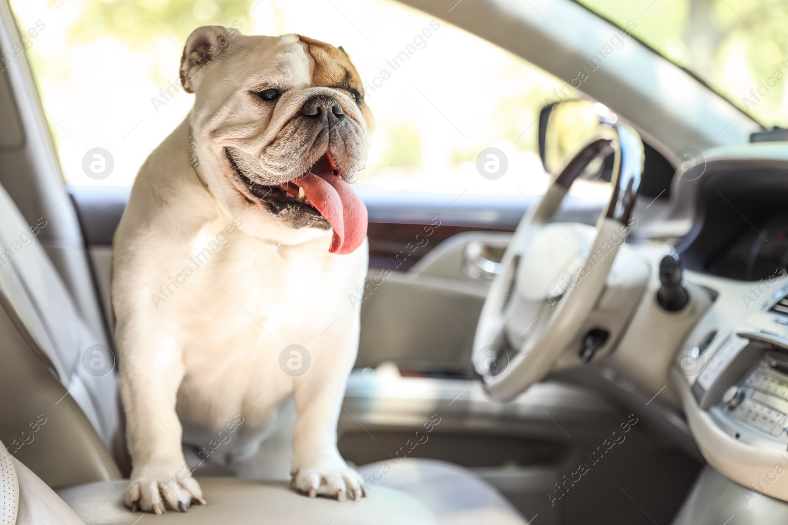 Photo of Adorable funny English bulldog inside modern car