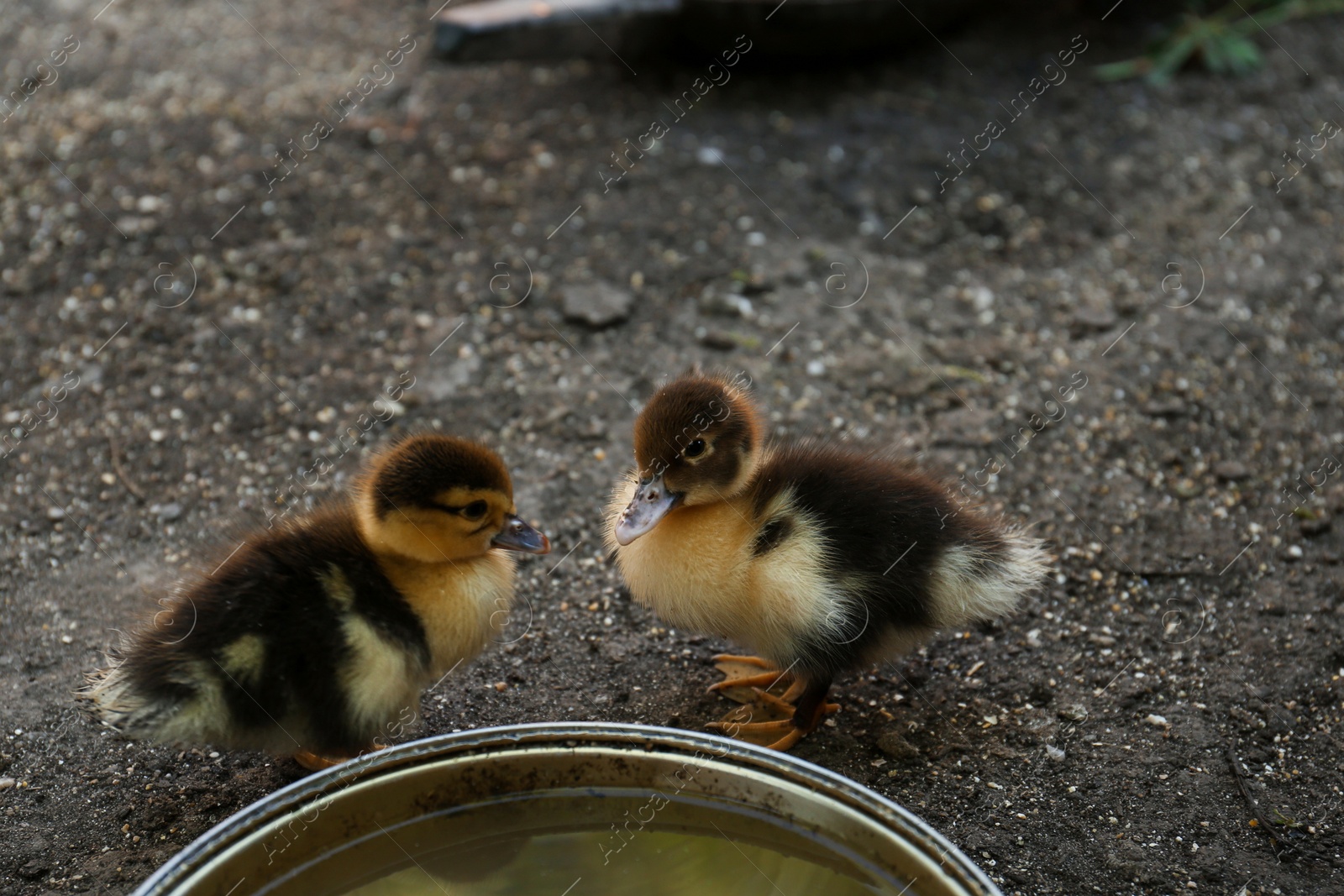 Photo of Cute fluffy ducklings near bowl of water in farmyard