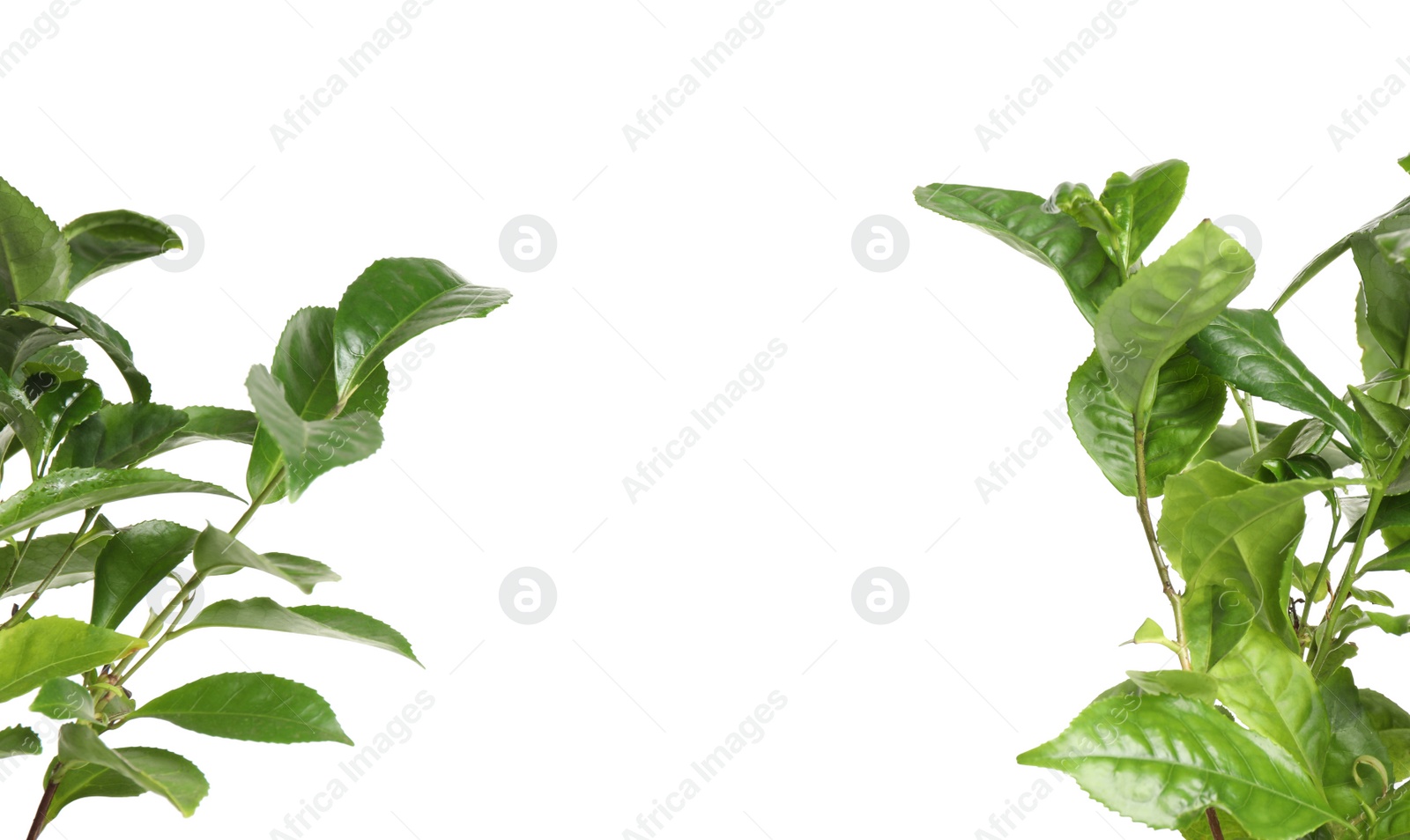 Photo of Green leaves of tea plant on white background