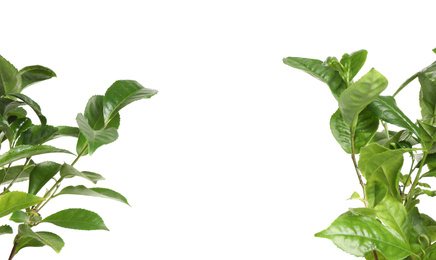 Photo of Green leaves of tea plant on white background