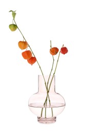Photo of Physalis branches in glass vase on white background