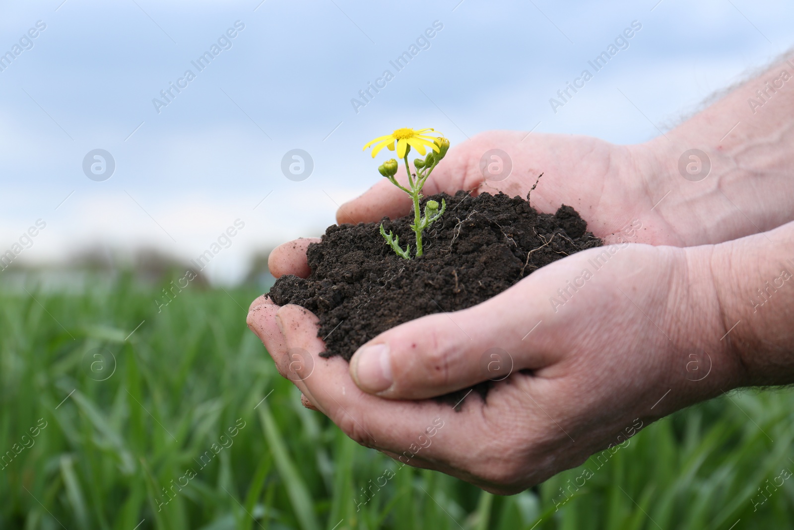 Photo of Man holding pile of soil with flower outdoors, closeup