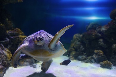 Photo of Beautiful turtle swimming in clear aquarium water