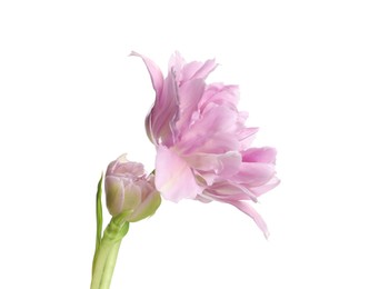 Photo of Beautiful colorful tulip flower isolated on white