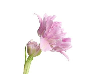 Beautiful colorful tulip flower isolated on white