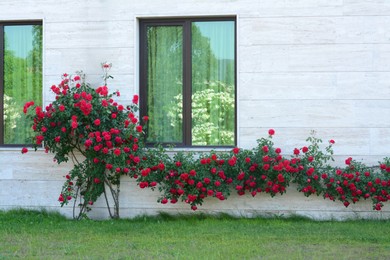 Photo of Beautiful blooming rose bush climbing on house wall