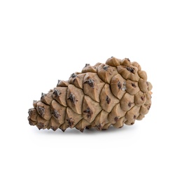 Fresh young conifer cone isolated on white