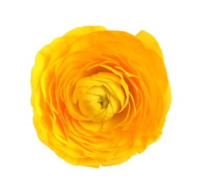 Beautiful ranunculus flower isolated on white, top view