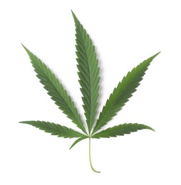 Photo of Fresh green hemp leaf on white background, top view