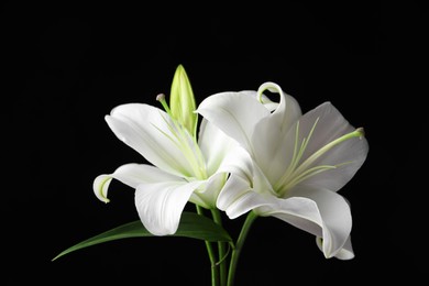 Photo of Beautiful white lily flowers on black background, closeup