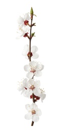 Photo of Branch with beautiful fresh spring flowers on white background