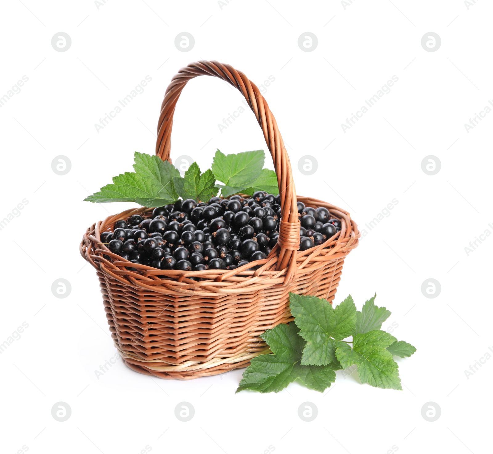 Photo of Ripe blackcurrants and leaves in wicker basket isolated on white