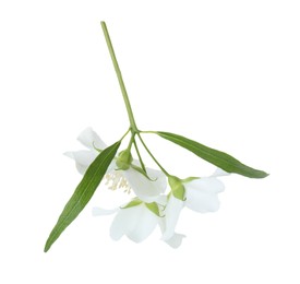 Photo of Branch of jasmine flowers and leaves isolated on white