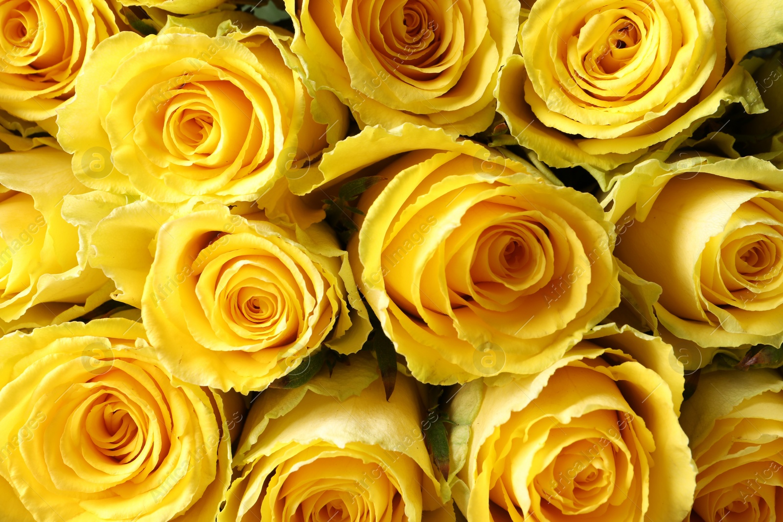 Photo of Beautiful bouquet of yellow roses as background, top view