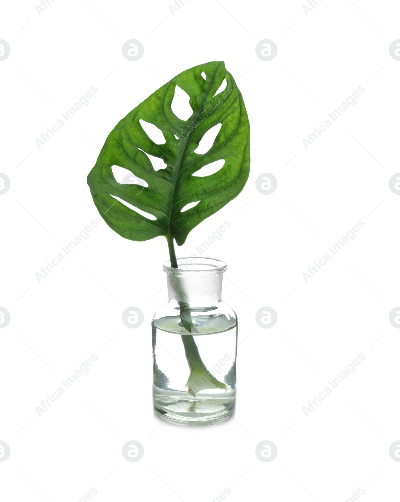 Photo of Lab glassware with exotic plant isolated on white. Organic chemistry