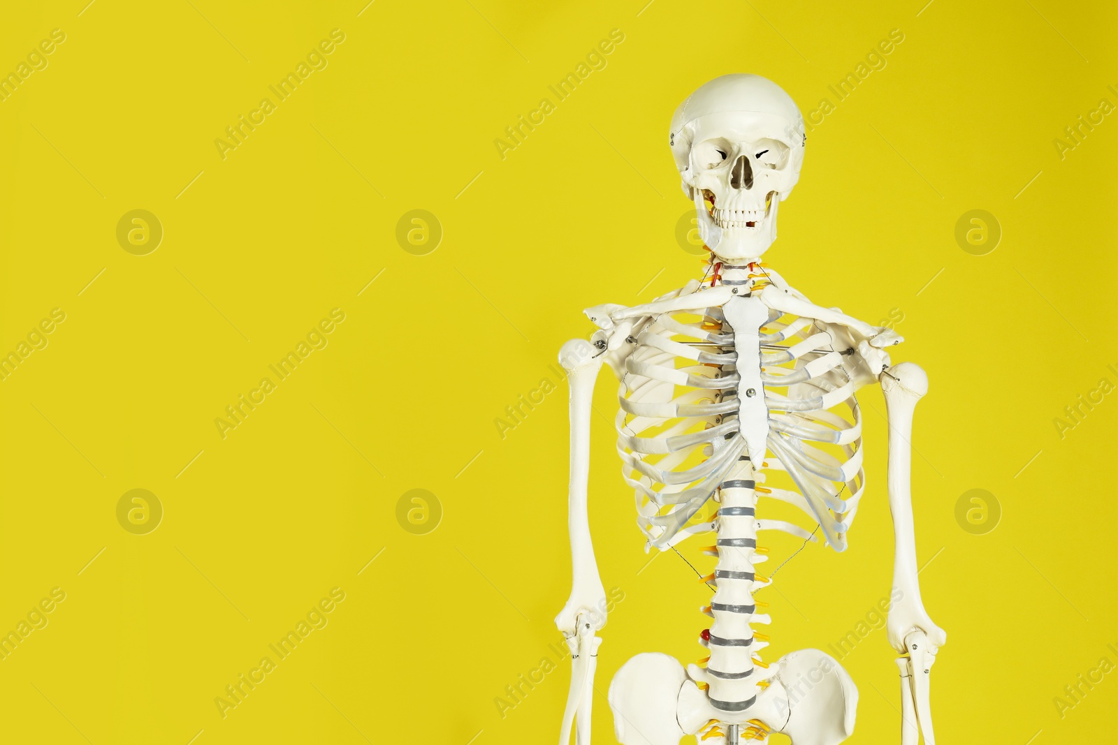 Photo of Artificial human skeleton model on yellow background. Space for text