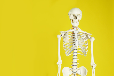 Photo of Artificial human skeleton model on yellow background. Space for text