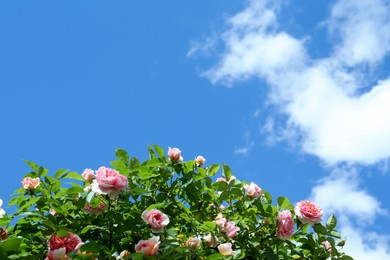 Photo of Blooming roses with beautiful flowers growing against blue sky, low angle view. Space for text