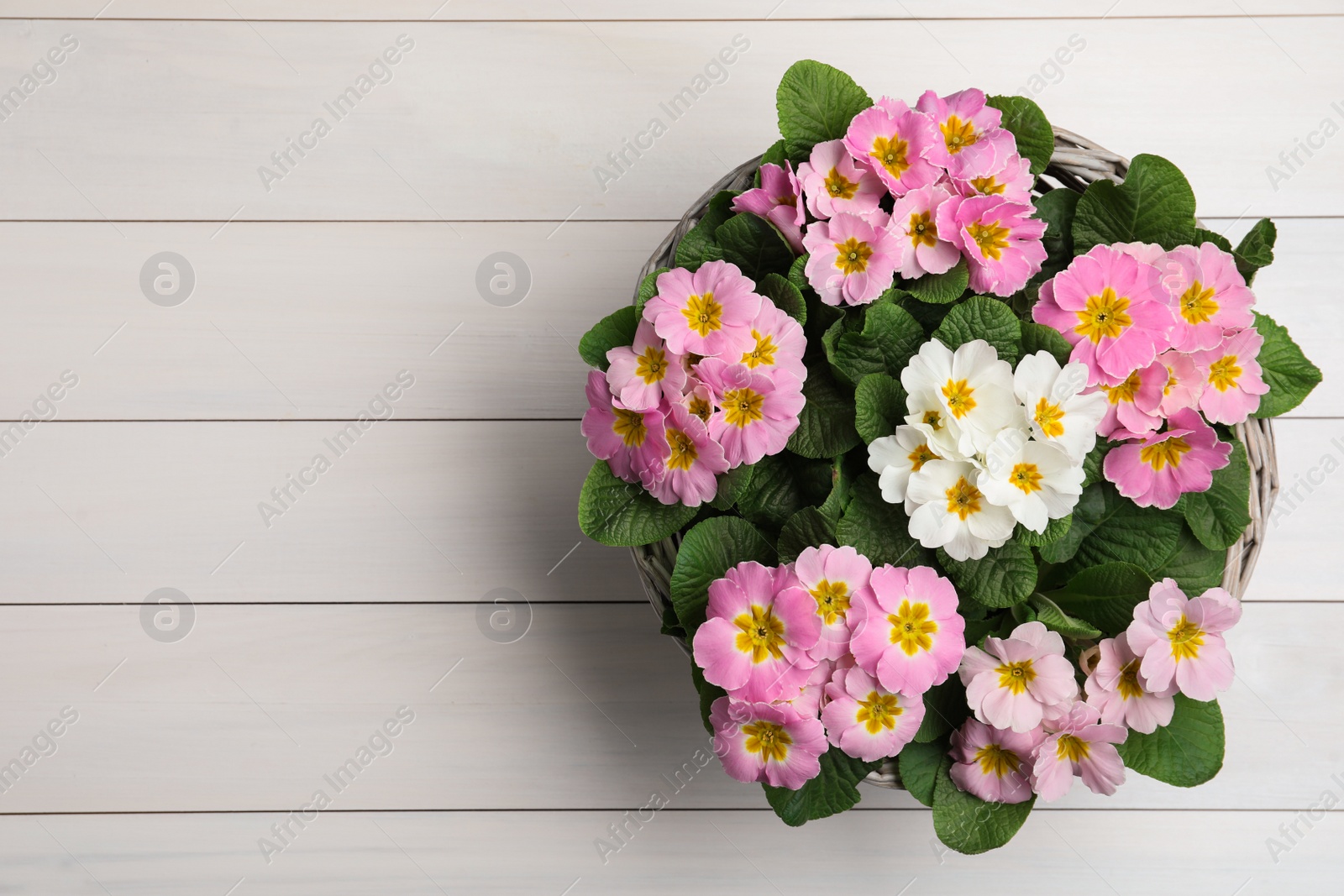 Photo of Beautiful primula (primrose) flowers in wicker basket on white wooden table, top view with space for text. Spring blossom