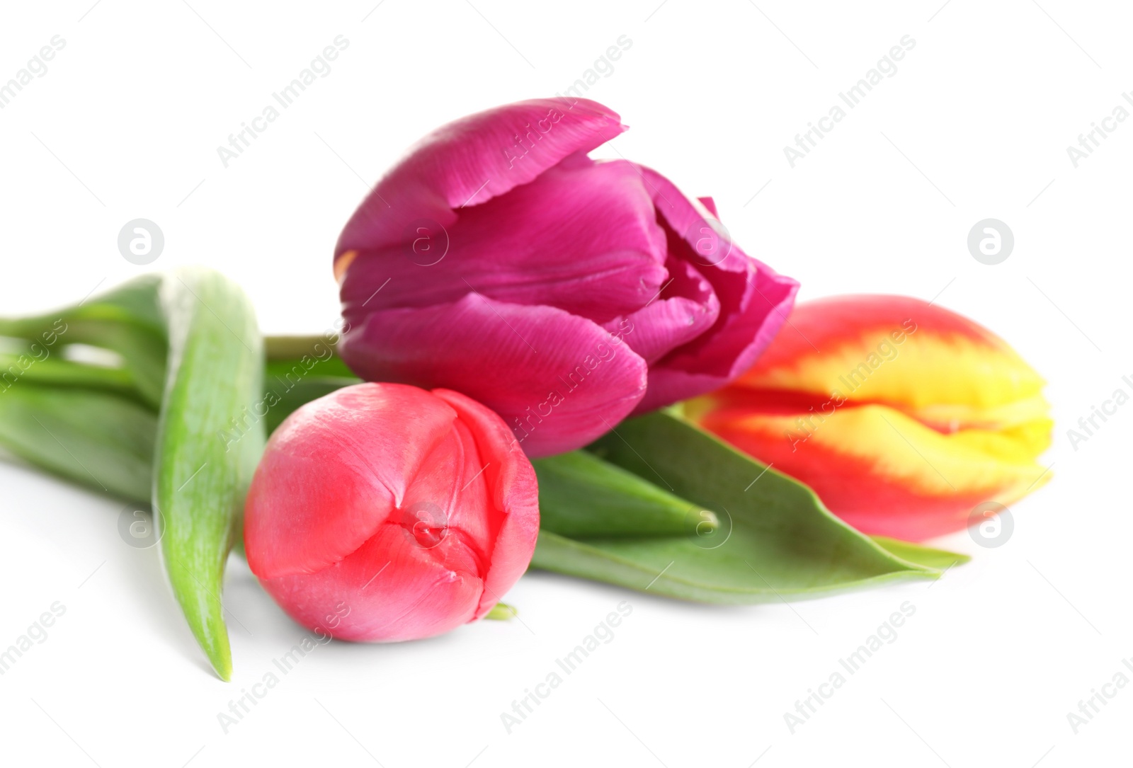 Photo of Beautiful bright spring tulips on white background, closeup