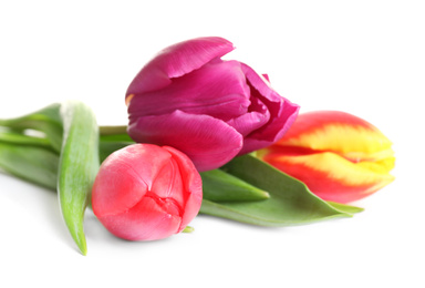 Photo of Beautiful bright spring tulips on white background, closeup