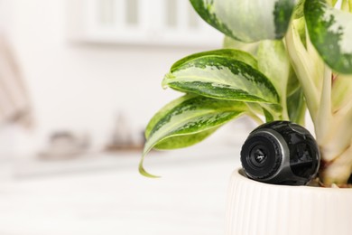 Spy camera hidden in flower pot indoors, closeup. Space for text