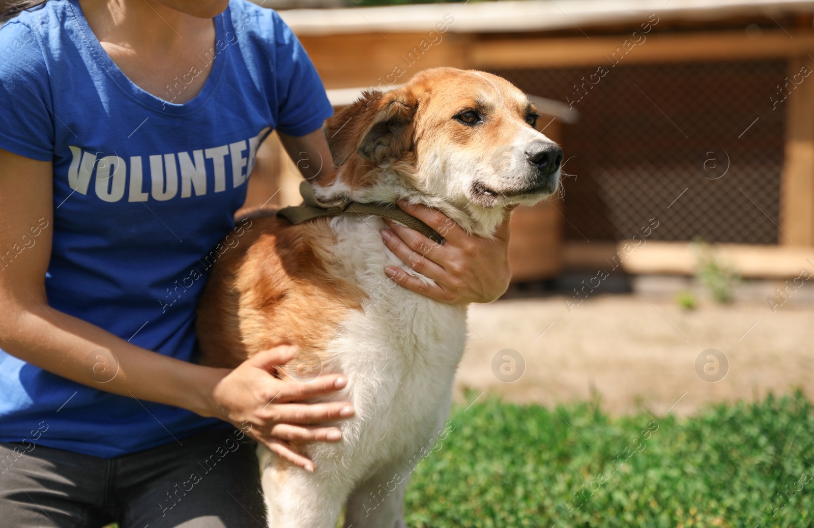 Photo of Woman with homeless dog in animal shelter, space for text. Concept of volunteering