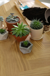 Photo of Beautiful potted plants on wooden table at home. Engaging hobby