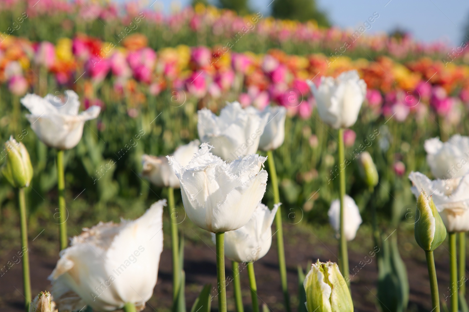 Photo of Beautiful colorful tulip flowers growing in field on sunny day, closeup